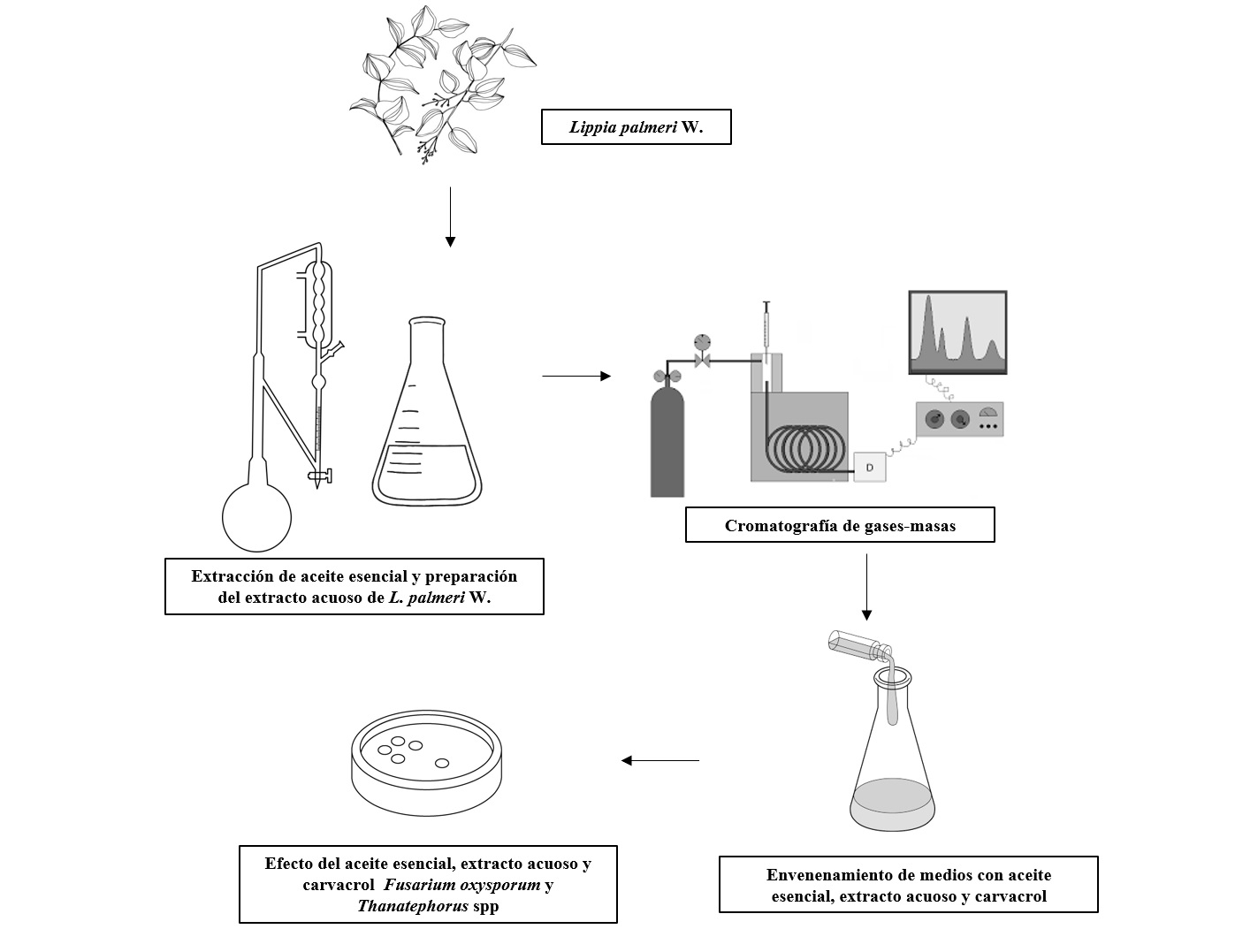 Graphical abstract