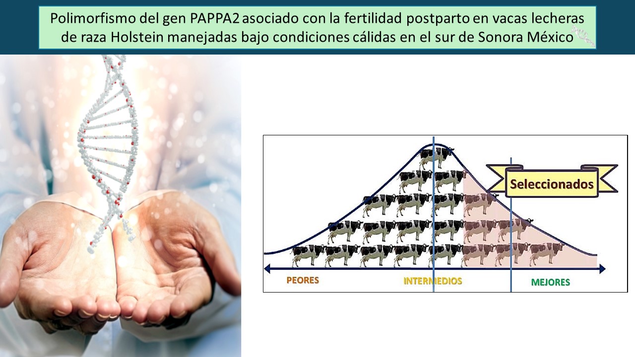 Graphical abstract