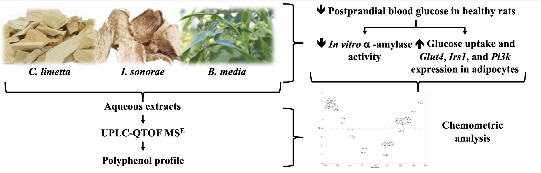Graphical abstract