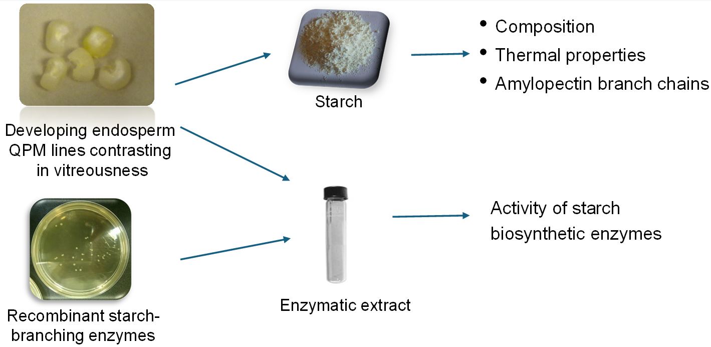 Graphical abstract